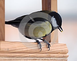 Tit with yellow plumage is sitting at wood feeder and keepin