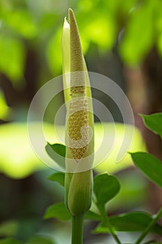 Titan arum