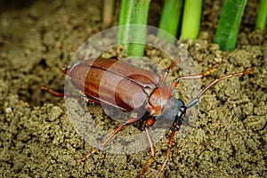 This is a titan beetle or beetle titanium or Longhorned Beetles, The beetle that destroys the cane root of the farmer in thailand