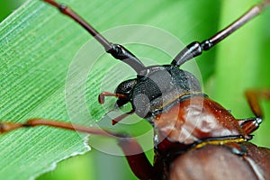 This is a titan beetle or beetle titanium or Longhorned Beetles, The beetle that destroys the cane root of the farmer in thailand