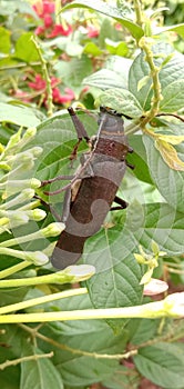 titan beetle Titanus giganteus is a neotropical longhorn beetle