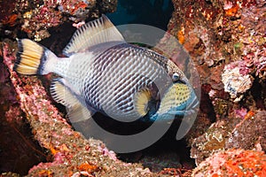 Titan Triggerfish