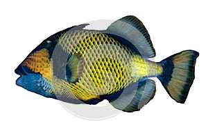 Titan triggerfish