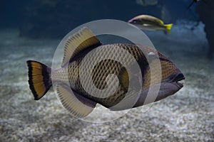 A Titan Triggerfish in an Aquarium