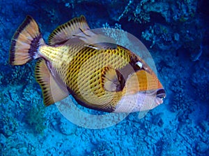 Titan triggerfish-Balistoides viridescens