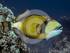 Titan triggerfish  balistoides viridescens.