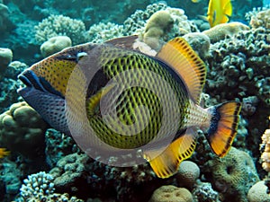 titan triggerfish balistoides viridescens.