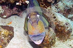 A Titan Triggerfish Balistoides viridescens in the Red Sea