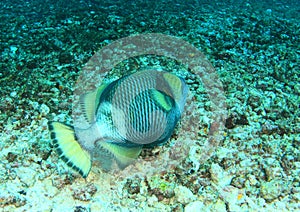 Titan triggerfish