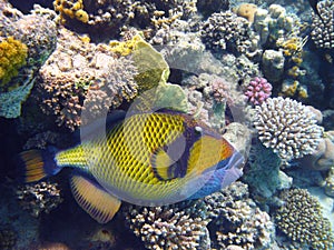 Titan triggerfish and coral