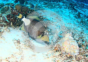 Titan triggerfish feeding on corals