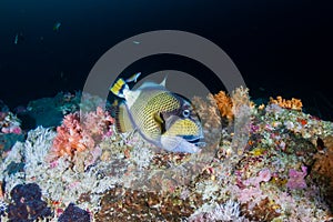 Titan Triggerfish feeding on a dark coral reef