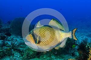 Titan Triggerfish with its trigger extended on a tropical coral reef