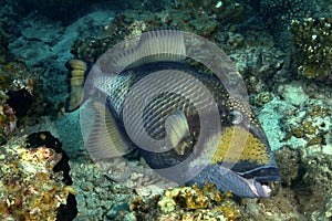 Titan Triggerfish, Perhentian Island, Terengganu