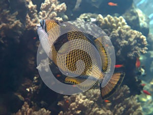 Titan triggerfish