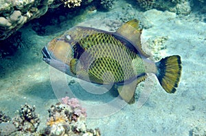 Titan triggerfish