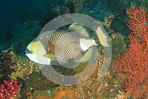 Titan triggerfish swimming above corals