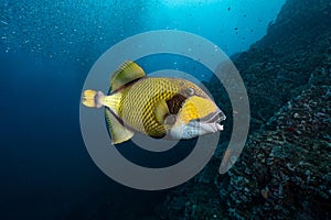 Titan triggerfish swimming in Andaman Sea, Thailand