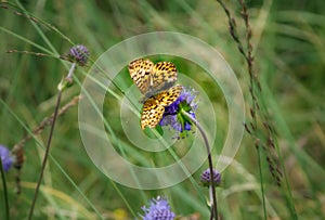 A Titania`s fritillary butterfly Boloria Titania