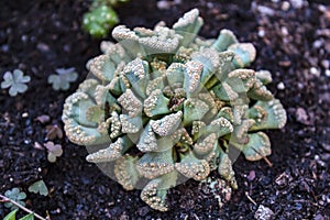 Titanopsis calcarea cactus