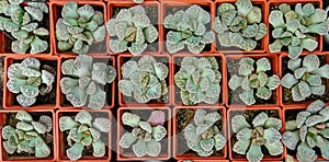 Titanopsis calcarea, group of young plants in pots, close-up