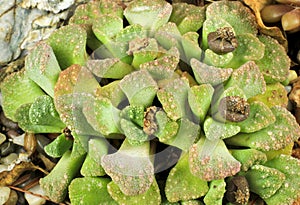 Titanopsis calcarea succulent plant in the garden