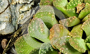 Titanopsis calcarea succulent plant in the garden