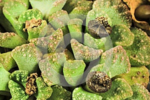 Titanopsis calcarea succulent plant in the garden