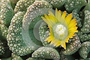 Titanopsis plant