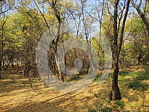 Titel hill Vojvodina Serbia acacia forest in the fall