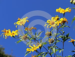 Tithonia diversifolia