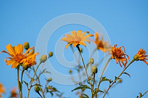 Tithonia diversifolia  Mexican Sunflower