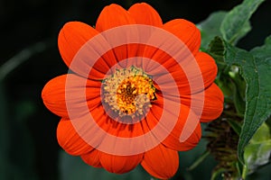 Tithonia flower on a sunny day. photo