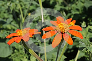 Tithonia flowering plants in orange color photo