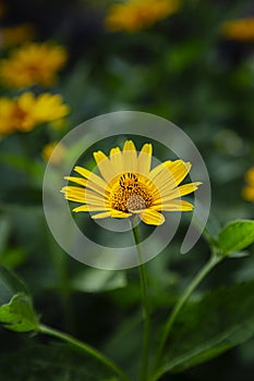 Tithonia tubaeformis