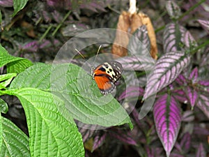 Tithorea tarricina butterfly on a green leaf
