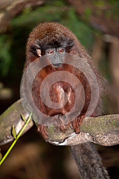 Titi Monkey photo