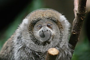 Titi Monkey photo