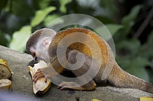 Titi Monkey