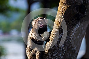 Titi monkey Callithrix jacchus in the forest of Brazil