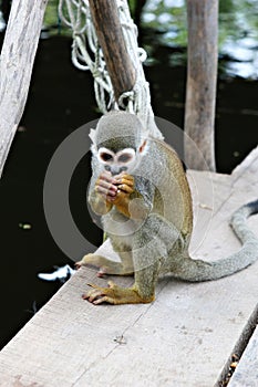 Titi Squirrel Monkey