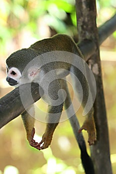 Titi Squirrel Monkey photo