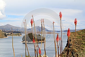 Titicaca's Sun islands plants