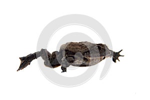 Titicaca water frog isolated on white background