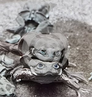 Titicaca water frogs (Telmatobius culeus