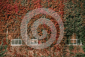 Title: Ivy on the wall of the house. Autumn leaves ivy on the vintage windows. Red, yellow and green leaves