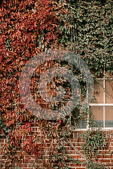 Title: Ivy on the wall of the house. Autumn leaves ivy on the vintage windows. Red, yellow and green leaves