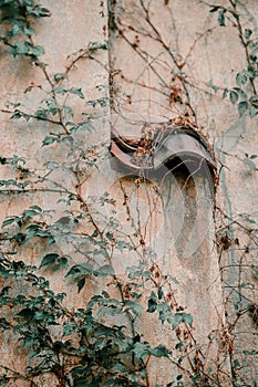 Title: Ivy on the wall of the house. Autumn leaves ivy on the vintage windows. Red, yellow and green leaves