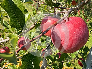 Big apples growing on the apple trees