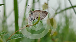 TitleCute Little Butterfly Resting on Plants